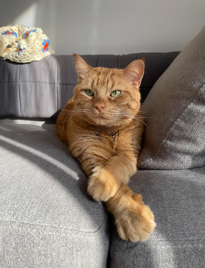 Kendal smiling softly for a selfie. She has medium length brown wavy hair, and is wearing bold oversized black glasses. She is wearing a butter yellow button-up shirt, buttoned all the way up.
